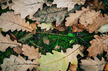 Frozen oak leaves lying on ground. Yellow fallen leaves covered with ice lying on ground, top view. Late autumn, freezing concept.Texture of oak leaves covered by snow and ice