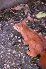 Eichhörnchen © Laís Milena Dias