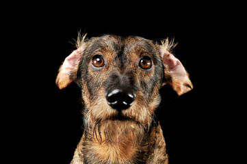 Portrait of an adorable wired haired Dachshund looking at the camera with funny, crumpled ears