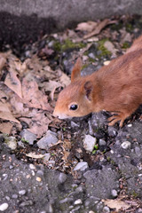 Eichhörnchen © Laís Milena Dias