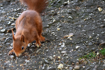 Eichhörnchen