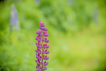 Lupinus, lupin, lupine field with pink purple and blue flowers. Bunch of lupines summer flower background.Lupinus field with pink purple and blue flowers. A field of lupines. Flowers in meadow.