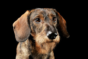 Portrait of an adorable wired haired Dachshund looking curiously