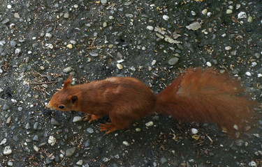 Eichhörnchen © Laís Milena Dias