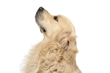 Portrait of an adorable Golden retriever looking up curiously