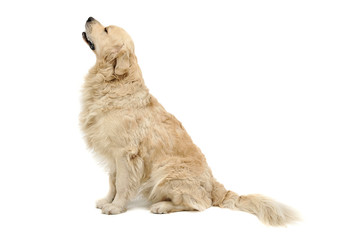 Studio shot of an adorable Golden retriever sitting and looking up curiously - 295177052