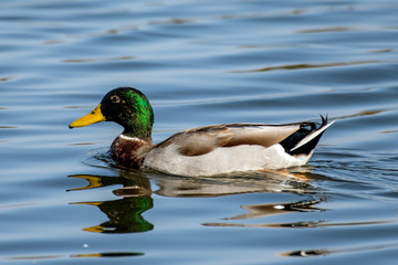 Male Mallard duck swims along the calm pond surface along with obscurred reflection in the water.