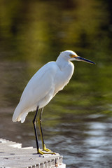 Snowy White Egret stands on industrial water filter at edge of settling pond in Ventura waiting for fish to pass by.