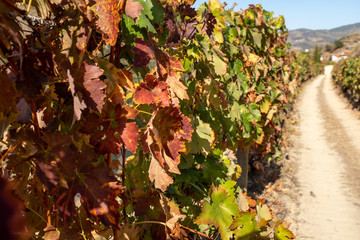 A close up of a row of vines with the leaves starting to turn autumnal leading into the distance.