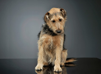 Studio shot of an adorable mixed breed dog sitting and looking down sadly