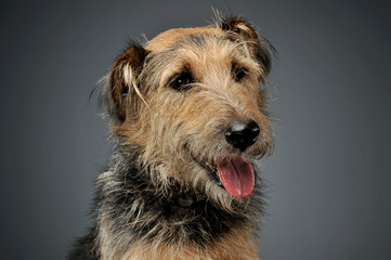Portrait of an adorable mixed breed dog looking down curiously