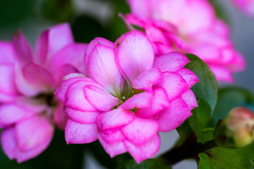 Fototapeta na wymiar Pink flower with many petals