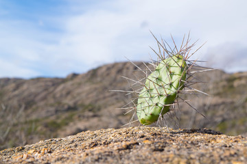 Fototapeta premium Cactus