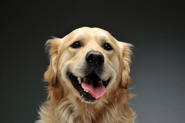 Portrait of an adorable Golden retriever looking curiously at the camera