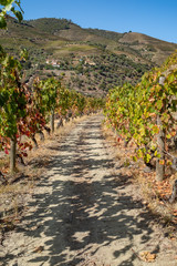 Fototapeta na wymiar A portrait view close up of a row of vines with the leaves starting to turn autumnal with strong shadows across the footpath leading to the hills in the distance