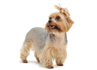 Studio shot of an adorable Yorkshire Terrier looking up curiously with funny ponytail