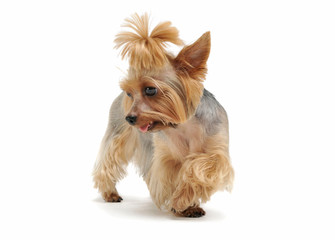 Studio shot of an adorable Yorkshire Terrier standing with funny ponytail