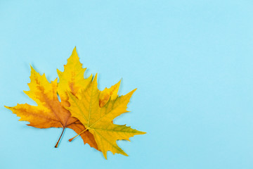 Beautiful autumn maple leaves on blue pastel background. Place for text. Minimal.