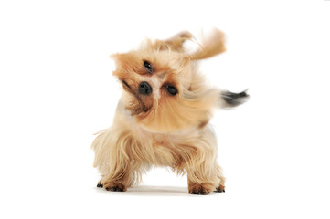 Studio shot of an adorable Yorkshire Terrier looking funny with ponytail