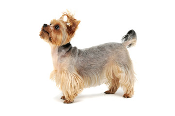 Studio shot of an adorable Yorkshire Terrier looking up curiously with funny ponytail