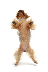 Studio shot of an adorable Yorkshire Terrier standing on hind legs