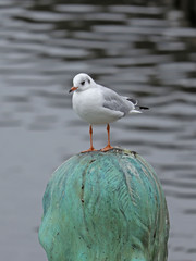 Möwe auf Statue
