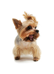 Studio shot of an adorable Yorkshire Terrier standing and looking funny with ponytail