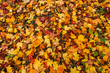 Autumn. Multi Colored maple leaves lie on the grass.