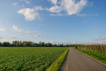 Outdoor scenery of small street without people in countryside area surrounded with farm and agricultural field and background of sunny sky and dramatic clouds.