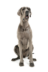 Studio shot of an adorable Deutsche Dogge sitting and looking curiously