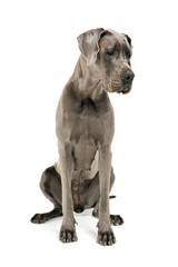 Studio shot of an adorable Deutsche Dogge sitting and looking down sadly