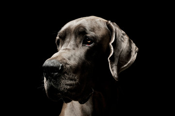 Portrait of an adorable Deutsche Dogge looking curiously