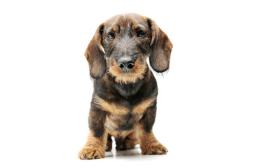 Studio shot of an adorable wired haired Dachshund sitting and looking curiously at the camera