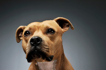 Portrait of an adorable American Staffordshire Terrier looking curiously at the camera