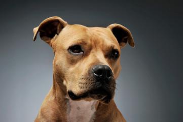 Portrait of an adorable American Staffordshire Terrier looking curiously