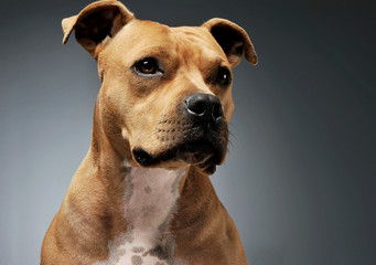 Portrait of an adorable American Staffordshire Terrier looking curiously