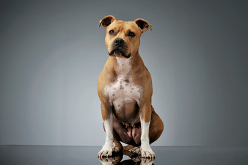 Studio shot of an adorable American Staffordshire Terrier sitting  and looking curiously at the...