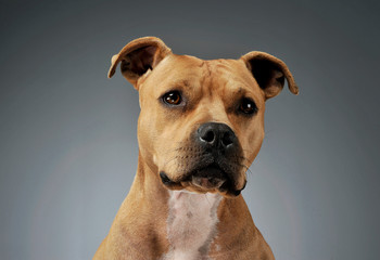Obraz premium Portrait of an adorable American Staffordshire Terrier looking curiously at the camera