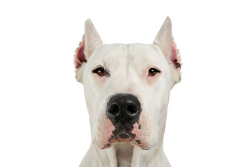 Portrait of an adorable Dogo Argentino looking curiously at the camera