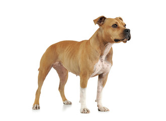 Studio shot of an adorable American Staffordshire Terrier standing  and looking curiously - 295179445