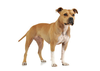 Studio shot of an adorable American Staffordshire Terrier standing  and looking curiously - 295179449