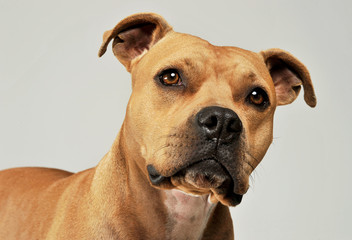 Portrait of an adorable American Staffordshire Terrier looking curiously at the camera