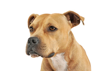 Portrait of an adorable American Staffordshire Terrier looking curiously