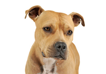 Portrait of an adorable American Staffordshire Terrier looking down curiously