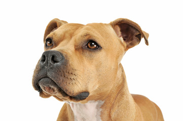 Portrait of an adorable American Staffordshire Terrier looking up curiously