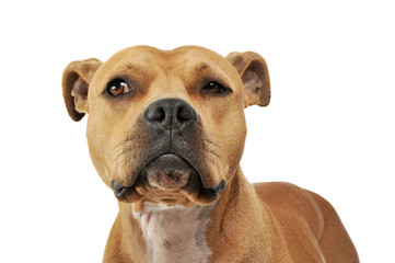 Portrait of an adorable American Staffordshire Terrier looking curiously