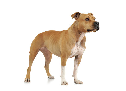 Studio shot of an adorable American Staffordshire Terrier standing  and looking curiously
