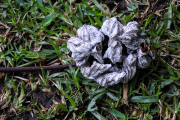 Dry leaf of the cecropia tree