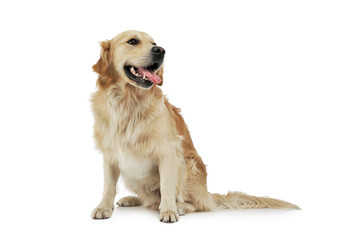 Studio shot of an adorable Golden retriever sitting and looking satisfied