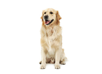 Studio shot of an adorable Golden retriever sitting and looking satisfied